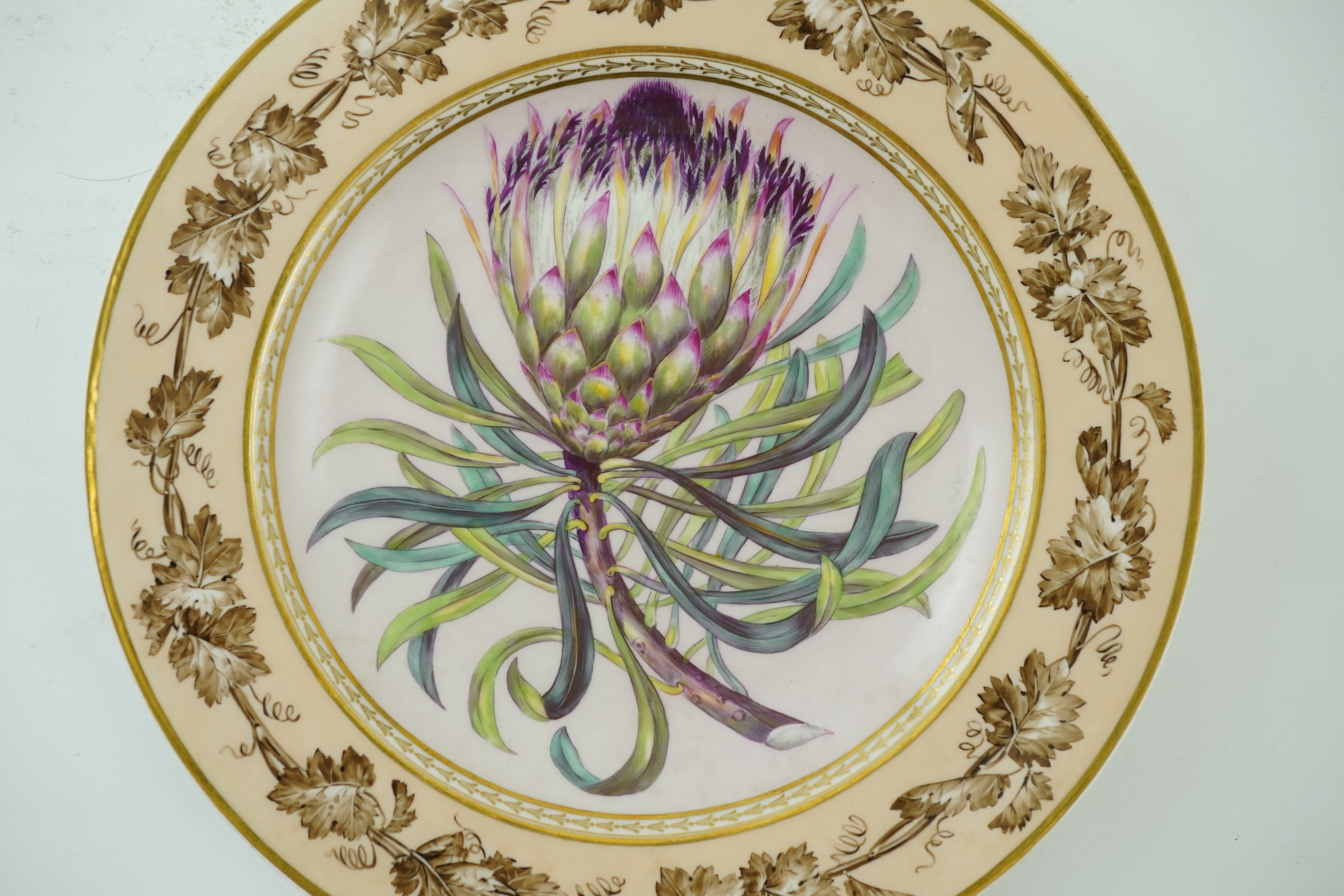 A KPM Berlin Long-leaf Protea botanical specimen plate, c.1806-9